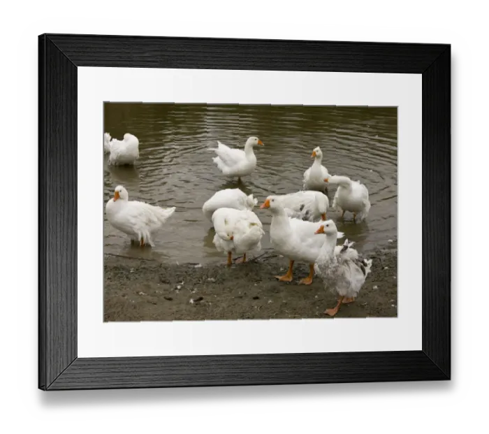 Framed Print : Domestic Goose, Hungarian Frizzly Goose, adults, flock preening at edge of water, Hortobagy N. P. Great Plain, Eastern Hungary, october Framed Print : Domestic Goose, Hungarian Frizzly Goose, adults, flock preening at edge of water, Hortobagy N. P. Great Plain, Eastern Hungary, october