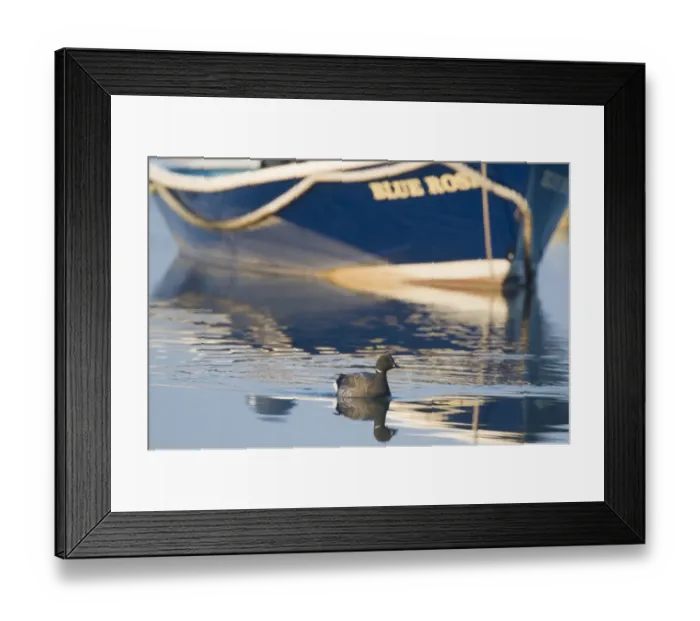 Framed Print : Brent Goose (Branta bernicla) adult, swimming near boat in tidal creek, Brancaster Staithe, Norfolk, England, winter Framed Print : Brent Goose (Branta bernicla) adult, swimming near boat in tidal creek, Brancaster Staithe, Norfolk, England, winter