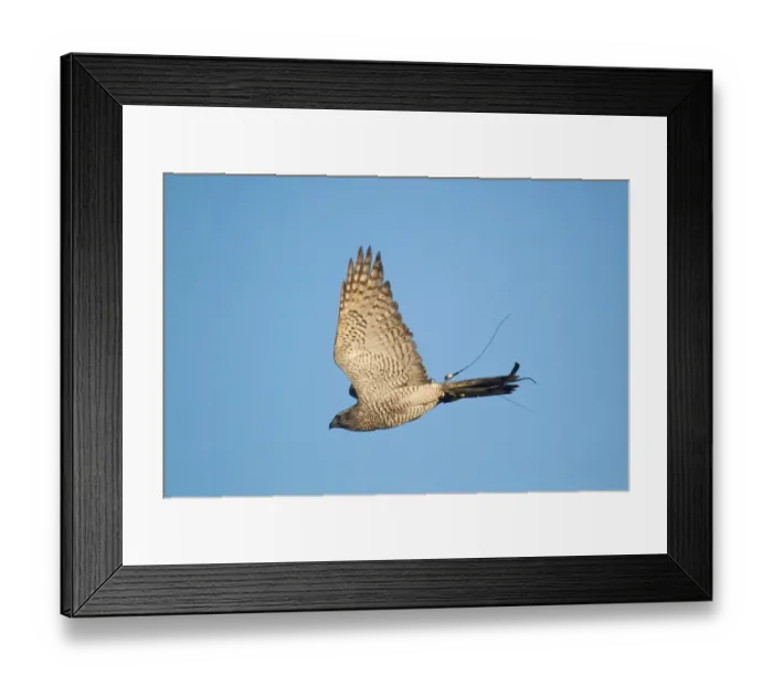 Framed Print : Northern Goshawk (Accipiter gentilis) adult male, in flight, with telemetry transmitter, England, november (captive) Framed Print : Northern Goshawk (Accipiter gentilis) adult male, in flight, with telemetry transmitter, England, november (captive)