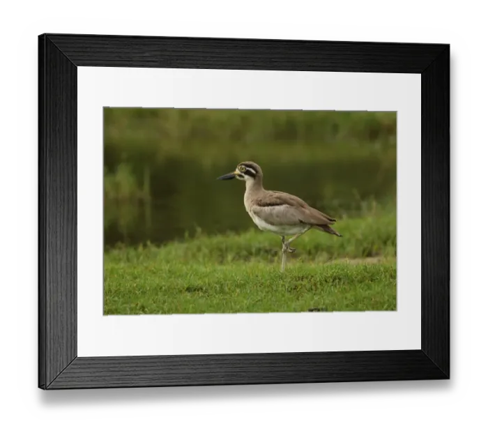 Framed Print : Great Thick-knee (Esacus recurvirostris) adult, standing on one leg in grass, Bundala N. P. Sri Lanka, december Framed Print : Great Thick-knee (Esacus recurvirostris) adult, standing on one leg in grass, Bundala N. P. Sri Lanka, december