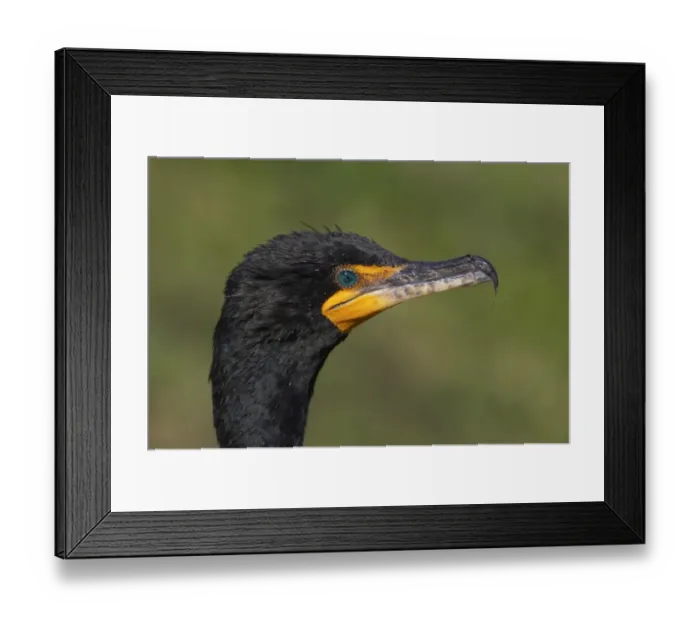 Framed Print : Double-crested Cormorant (Phalacrocorax auritus) adult, close-up of head, Everglades N. P. Florida, U. S. A Framed Print : Double-crested Cormorant (Phalacrocorax auritus) adult, close-up of head, Everglades N. P. Florida, U. S. A