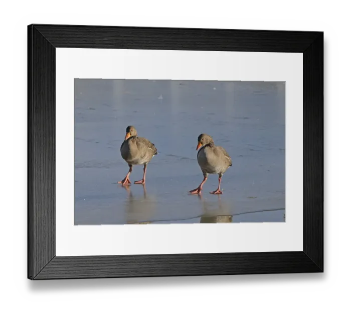 Framed Print : Greylag Goose (Anser anser) adult pair, walking on ice, Slimbridge, Gloucestershire, England, december Framed Print : Greylag Goose (Anser anser) adult pair, walking on ice, Slimbridge, Gloucestershire, England, december