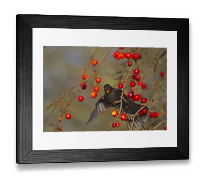Framed Print : European Blackbird (Turdus merula) adult male, feeding on crabapple fruit, Norfolk, England, january Framed Print : European Blackbird (Turdus merula) adult male, feeding on crabapple fruit, Norfolk, England, january