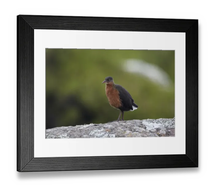 Framed Print : Rouget's Rail (Rougetius rougetii) adult, standing on rock, Bale Mountains, Oromia, Ethiopia