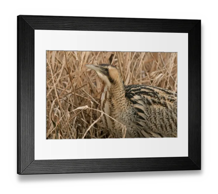 Framed Print : Great Bittern (Botaurus stellaris) adult, close-up of head and neck, standing in reedbed, England, march Framed Print : Great Bittern (Botaurus stellaris) adult, close-up of head and neck, standing in reedbed, England, march