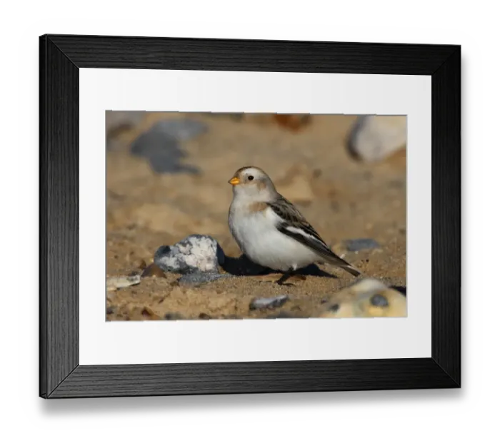 Framed Print : Snow Bunting (Plectrophenax nivalis) adult male, winter plumage, standing on sandy beach, Norfolk, England, november Framed Print : Snow Bunting (Plectrophenax nivalis) adult male, winter plumage, standing on sandy beach, Norfolk, England, november