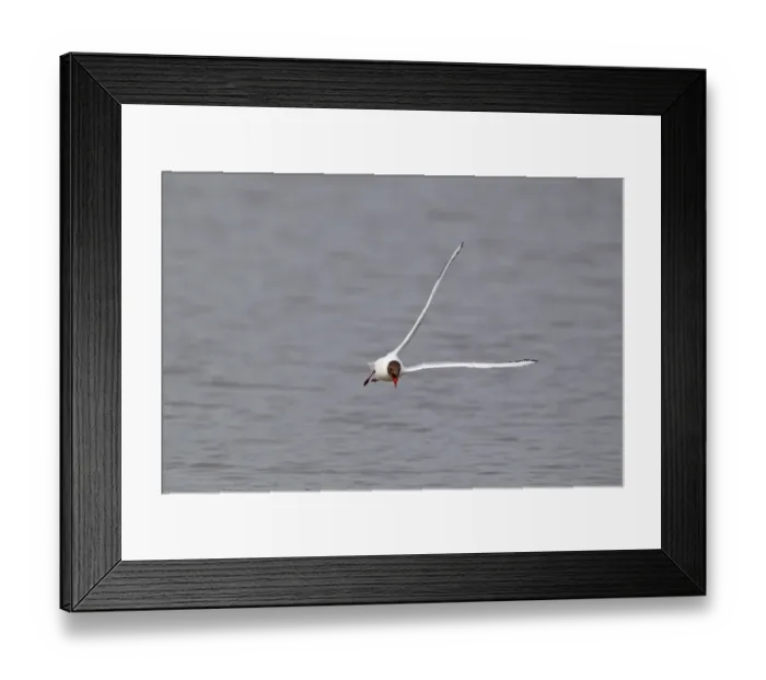 Framed Print : Black-headed Gull (Larus ridibundus) adult, summer plumage, calling in flight, Minsmere RSPB Reserve, Suffolk, England, april Framed Print : Black-headed Gull (Larus ridibundus) adult, summer plumage, calling in flight, Minsmere RSPB Reserve, Suffolk, England, april