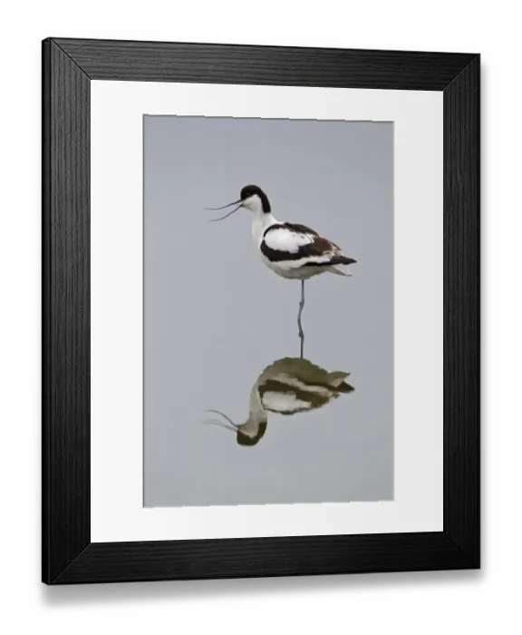 Framed Print : Eurasian Avocet (Recurvirostra avocetta) adult, calling, standing in water with reflection, Minsmere RSPB Reserve, Suffolk, England, june Framed Print : Eurasian Avocet (Recurvirostra avocetta) adult, calling, standing in water with reflection, Minsmere RSPB Reserve, Suffolk, England, june