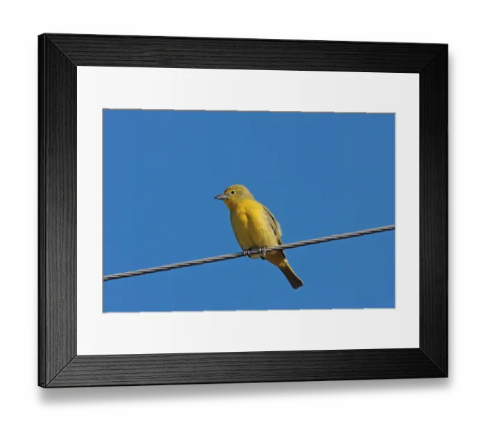 Framed Print : Lowland Hepatic Tanager (Piranga flava flava) adult female, perched on overhead wire, Las Cruces, Entre Rios, Argentine, june