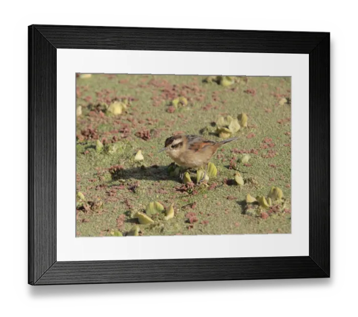 Framed Print : Wren-like Rushbird (Phleocryptes melanops melanops) adult, foraging, perched on floating aquatic vegetation, Ceibas, Entre Rios, Argentina, may