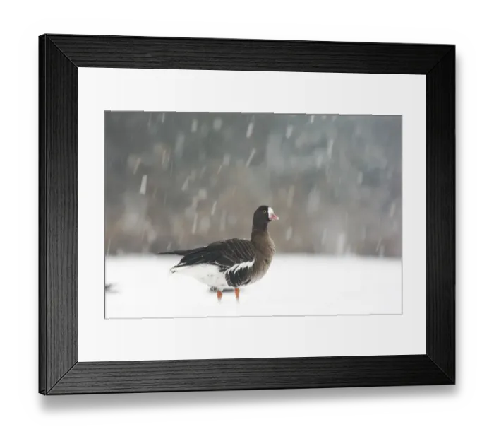 Framed Print : Lesser White-fronted Goose (Anser erythropus) adult, standing on snow during snowstorm, Slimbridge Wildfowl and Wetlands Trust, january (captive) Framed Print : Lesser White-fronted Goose (Anser erythropus) adult, standing on snow during snowstorm, Slimbridge Wildfowl and Wetlands Trust, january (captive)