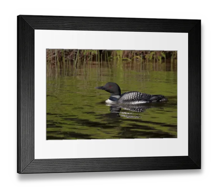 Framed Print : Great Northern Diver (Gavia immer) adult, summer plumage, swimming on lake, North Michigan, U. S. A. june Framed Print : Great Northern Diver (Gavia immer) adult, summer plumage, swimming on lake, North Michigan, U. S. A. june
