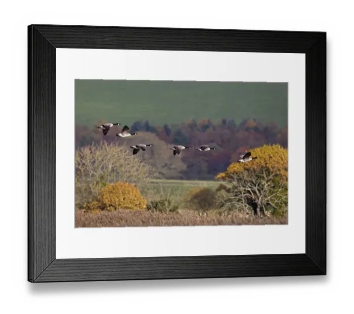 Framed Print : Canada Goose (Branta canadensis) introduced species, six adults, in flight, Mersehead RSPB Reserve, Dumfries and Galloway, Scotland, november Framed Print : Canada Goose (Branta canadensis) introduced species, six adults, in flight, Mersehead RSPB Reserve, Dumfries and Galloway, Scotland, november
