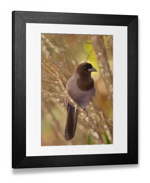 Framed Print : Purplish Jay (Cyanocorax cyanomelas) adult, perched on twig, Pousada Araras, Mato Grosso, Brazil, august