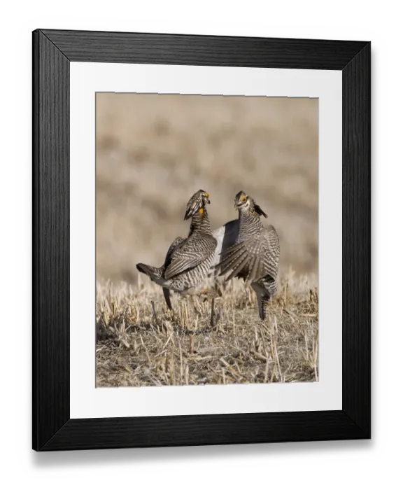 Framed Print : Greater Prairie-chicken (Tympanuchus cupido) two adult males, fighting on lekking ground, Sandhills, Nebraska, U. S. A. april Framed Print : Greater Prairie-chicken (Tympanuchus cupido) two adult males, fighting on lekking ground, Sandhills, Nebraska, U. S. A. april