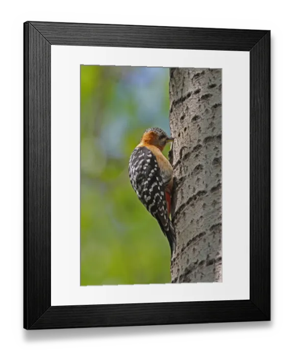 Framed Print : Rufous-bellied Woodpecker (Dendrocopos hyperythrus subrufinus) adult female, feeding at sap well on tree trunk, Beidaihe, Hebei, China, may Framed Print : Rufous-bellied Woodpecker (Dendrocopos hyperythrus subrufinus) adult female, feeding at sap well on tree trunk, Beidaihe, Hebei, China, may