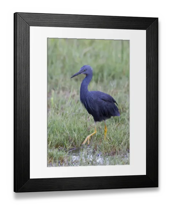 Framed Print : Slaty Egret (Egretta vinaceigula) adult, walking in wetland, Okavango Delta, Botswana Framed Print : Slaty Egret (Egretta vinaceigula) adult, walking in wetland, Okavango Delta, Botswana