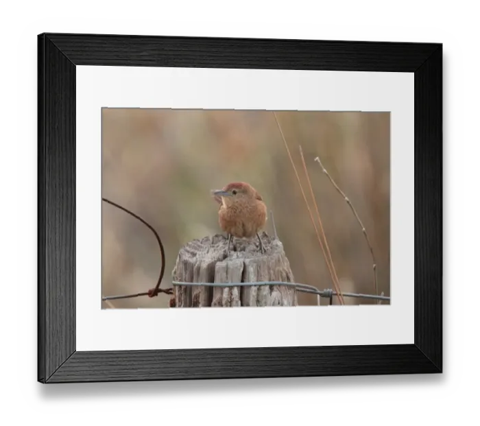 Framed Print : Freckle-breasted Thornbird (Phacellodomus striaticollis) adult, perched on fencepost, Rincon de Cobo, Buenos Aires Province, Argentina, august Framed Print : Freckle-breasted Thornbird (Phacellodomus striaticollis) adult, perched on fencepost, Rincon de Cobo, Buenos Aires Province, Argentina, august
