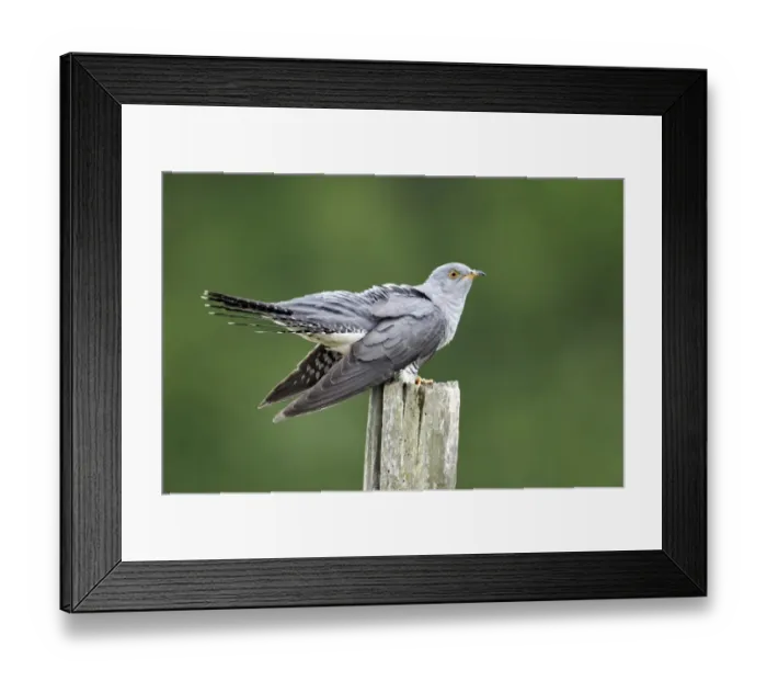 Framed Print : Common Cuckoo (Cuculus canorus) adult, perched on post, Midlands, England, april Framed Print : Common Cuckoo (Cuculus canorus) adult, perched on post, Midlands, England, april