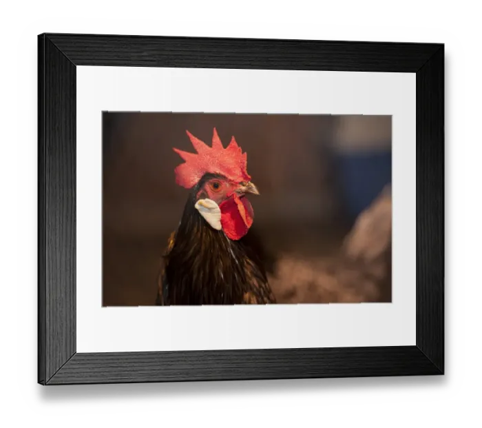 Framed Print : Domestic Chicken, Andalusian cockerel, close-up of head, Whitewell, Lancashire, England, november Framed Print : Domestic Chicken, Andalusian cockerel, close-up of head, Whitewell, Lancashire, England, november