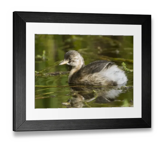 Framed Print : Little Grebe (Tachybaptus ruficollis) immature, first winter plumage, swimming, England, october Framed Print : Little Grebe (Tachybaptus ruficollis) immature, first winter plumage, swimming, England, october