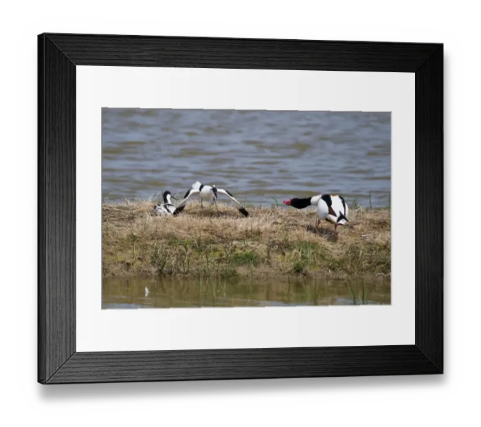 Framed Print : Eurasian Avocet (Recurvirostra avocetta) adult pair, one spreading wings to make itself look bigger, defending mate and nest from Common Shelduck (Tadorna tadorna) adult male, Elmley Marshes RSPB Reserve, North Kent Marshes, Isle of Sheppey, Kent Framed Print : Eurasian Avocet (Recurvirostra avocetta) adult pair, one spreading wings to make itself look bigger, defending mate and nest from Common Shelduck (Tadorna tadorna) adult male, Elmley Marshes RSPB Reserve, North Kent Marshes, Isle of Sheppey, Kent