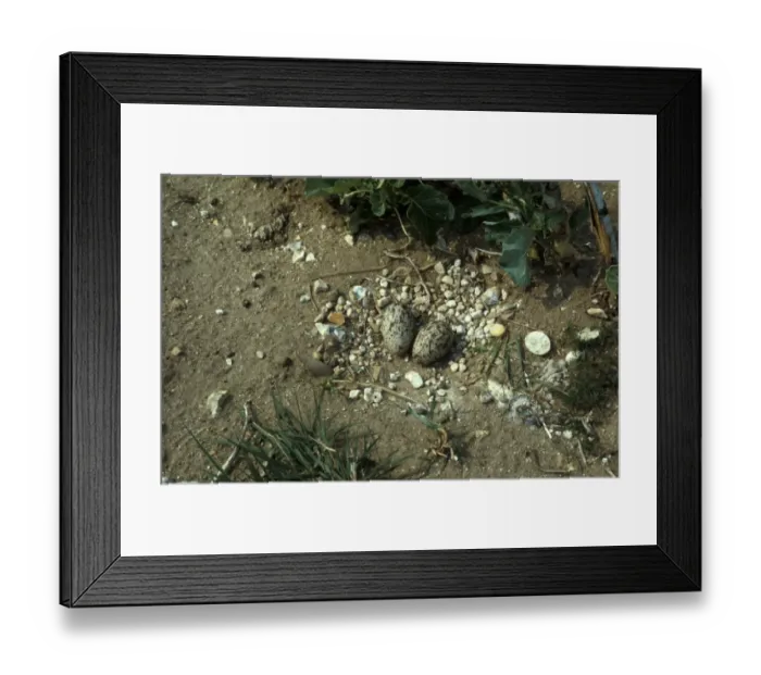 Framed Print : Stone Curlew (Numenius arquata) Nest and two eggs Framed Print : Stone Curlew (Numenius arquata) Nest and two eggs