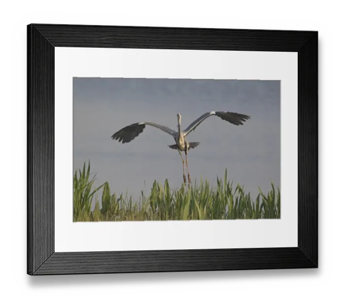 Framed Print : Grey Heron (Ardea cinerea) adult, in flight over reedbed, Minsmere RSPB Reserve, Suffolk, England, april Framed Print : Grey Heron (Ardea cinerea) adult, in flight over reedbed, Minsmere RSPB Reserve, Suffolk, England, april