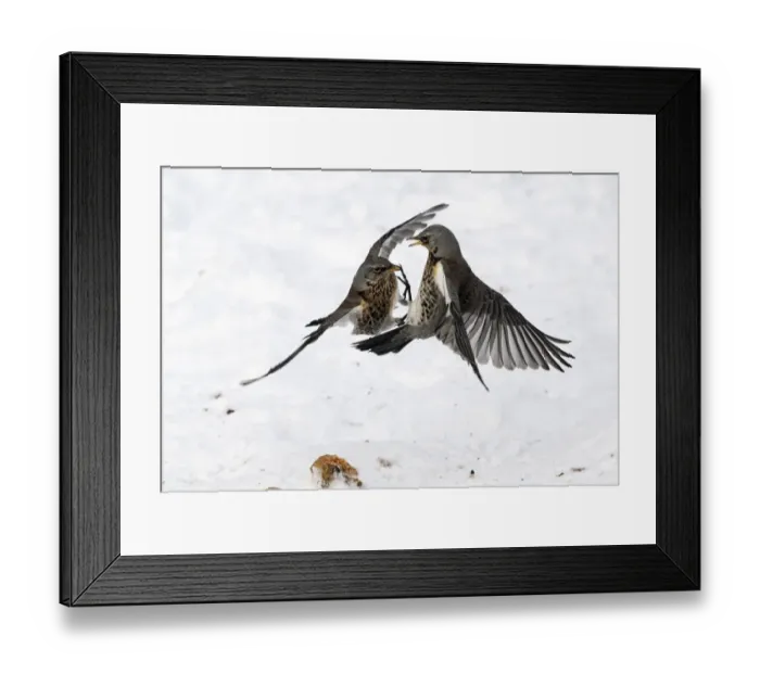 Framed Print : Fieldfare (Turdus pilaris) two adults, fighting over apples snow, West Midlands, England, december Framed Print : Fieldfare (Turdus pilaris) two adults, fighting over apples snow, West Midlands, England, december