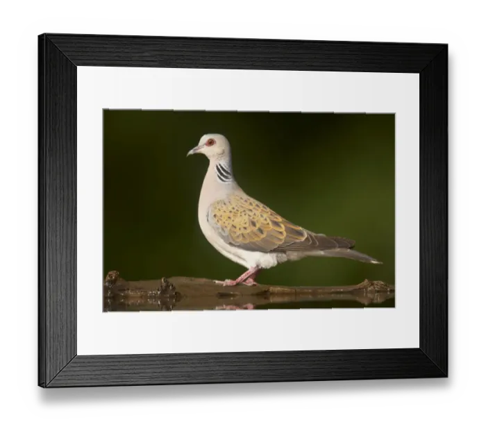 Framed Print : Eurasian Turtle-dove (Streptopelia turtur) adult, standing at edge of forest pool, Hungary
