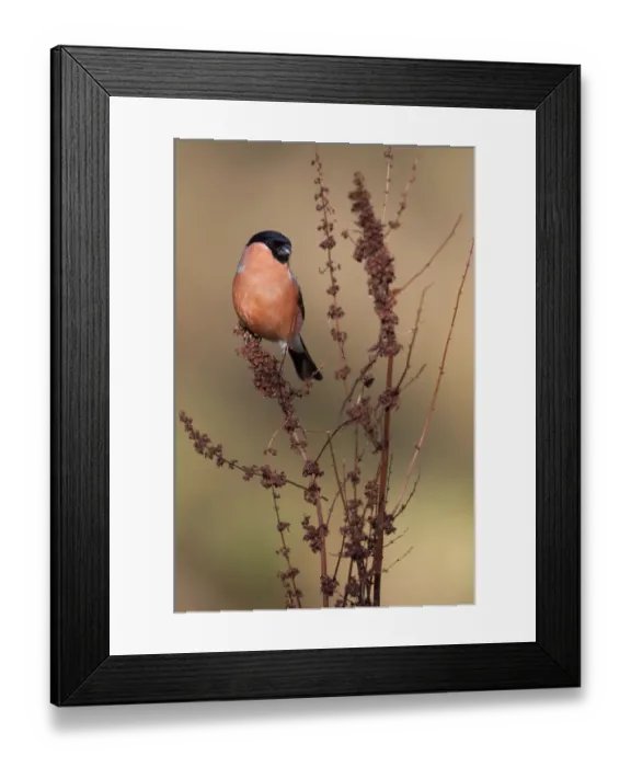 Framed Print : Eurasian Bullfinch (Pyrrhula pyrrhula) adult male, perched on dock seedhead, Peak District, Derbyshire, England, april Framed Print : Eurasian Bullfinch (Pyrrhula pyrrhula) adult male, perched on dock seedhead, Peak District, Derbyshire, England, april