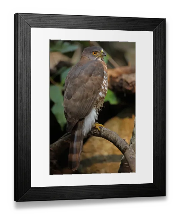 Framed Print : Crested Goshawk (Accipiter trivirgatus indicus) adult, perched on branch after bathing, Kaeng Krachan N. P. Thailand, february