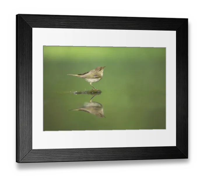 Framed Print : Eurasian Chiffchaff (Phylloscopus collybita) adult, standing at edge of forest pool, Hungary Framed Print : Eurasian Chiffchaff (Phylloscopus collybita) adult, standing at edge of forest pool, Hungary