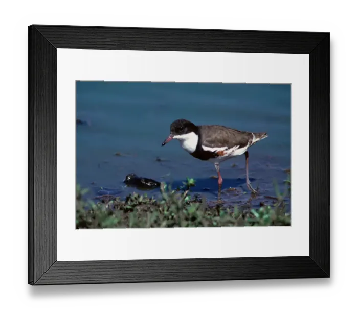 Framed Print : Red-kneed Dotterel (Erythrogonys cinctus) adult, feeding in water, Australia Framed Print : Red-kneed Dotterel (Erythrogonys cinctus) adult, feeding in water, Australia
