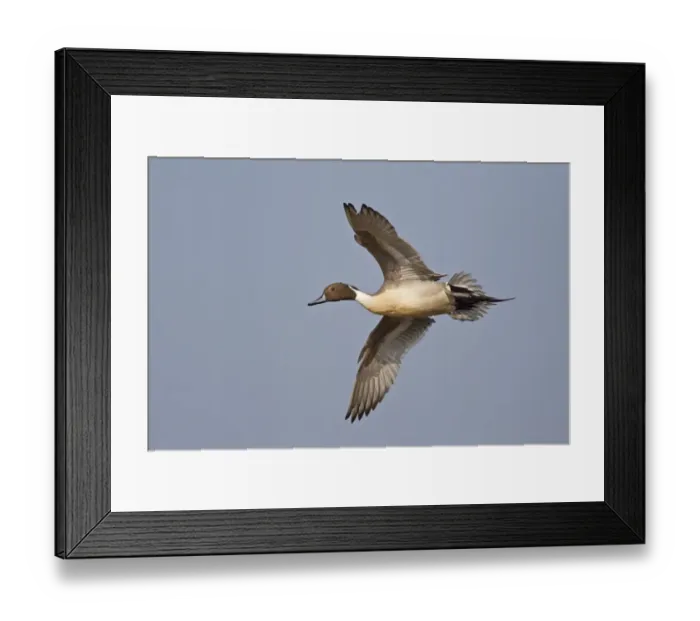 Framed Print : Northern Pintail (Anas acuta) adult male, in flight, Slimbridge, Gloucestershire, England, march Framed Print : Northern Pintail (Anas acuta) adult male, in flight, Slimbridge, Gloucestershire, England, march
