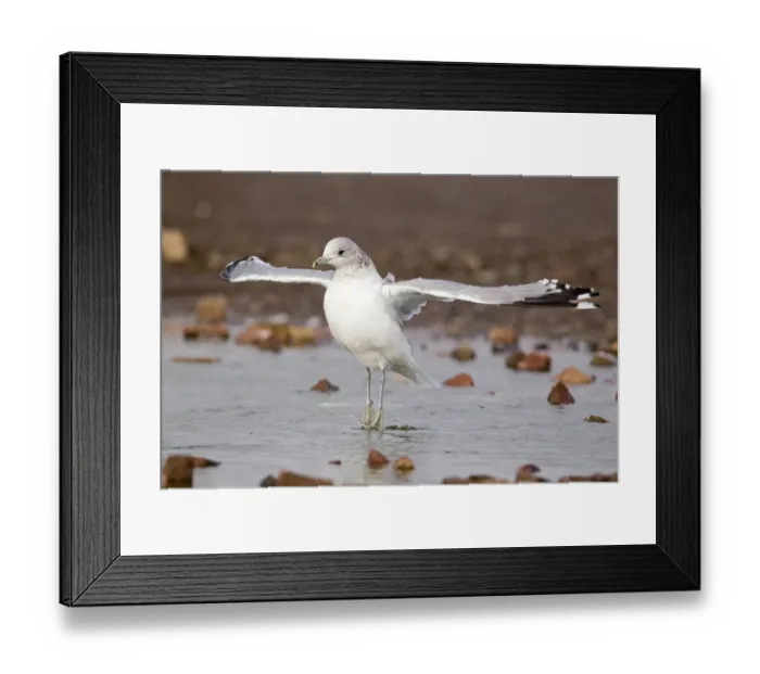 Framed Print : Common Gull (Larus canus) adult, winter plumage, flapping wings after bathing, Suffolk, England, february
