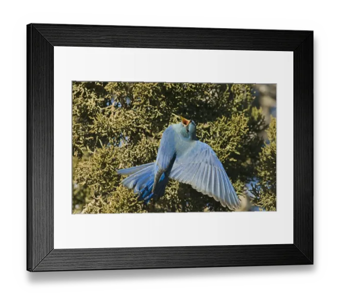 Framed Print : Mountain Bluebird (Sialia currucoides) adult male, feeding on juniper berries, New Mexico, U. S. A. january Framed Print : Mountain Bluebird (Sialia currucoides) adult male, feeding on juniper berries, New Mexico, U. S. A. january