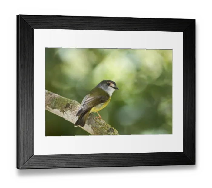 Framed Print : Pale-yellow Robin (Tregellasia capito) adult, perched on branch, Queensland, Australia Framed Print : Pale-yellow Robin (Tregellasia capito) adult, perched on branch, Queensland, Australia