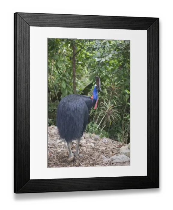 Framed Print : Southern Cassowary (Casuarius casuarius) adult, standing in rainforest, Cassowary House, Atherton Tableland, Queensland, Australia Framed Print : Southern Cassowary (Casuarius casuarius) adult, standing in rainforest, Cassowary House, Atherton Tableland, Queensland, Australia