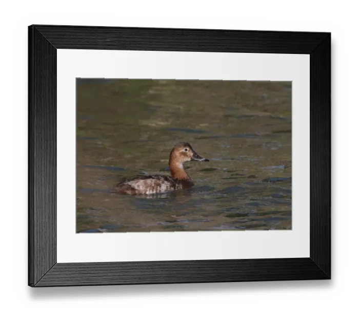 Framed Print : Common Pochard (Aythya ferina) adult female, swimming on coastal lagoon, Algarve, Portugal, april Framed Print : Common Pochard (Aythya ferina) adult female, swimming on coastal lagoon, Algarve, Portugal, april