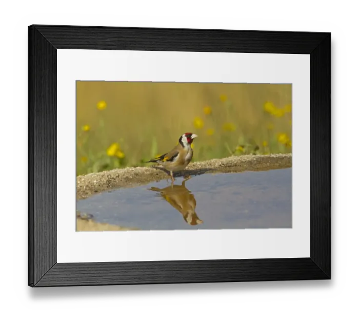 Framed Print : European Goldfinch (Carduelis carduelis) adult, drinking at pool with reflection, Spain, may