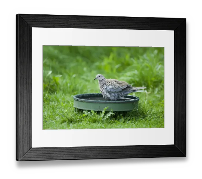 Framed Print : Eurasian Collared Dove (Streptopelia decaocto) adult, bathing at birdbath in garden, Norfolk, England, summer