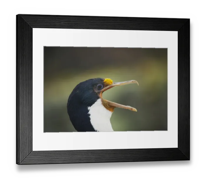 Framed Print : Imperial Shag (Phalacrocorax atriceps albiventer) adult, close-up of head, with beak open, New Island, Falkland Islands Framed Print : Imperial Shag (Phalacrocorax atriceps albiventer) adult, close-up of head, with beak open, New Island, Falkland Islands