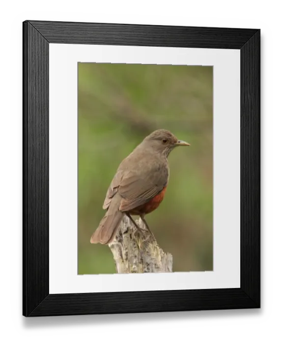 Framed Print : Rufous-bellied Thrush (Turdus rufiventris) adult, perched on stump, Vicente Lopez, Buenos Aires Province, Argentina, september Framed Print : Rufous-bellied Thrush (Turdus rufiventris) adult, perched on stump, Vicente Lopez, Buenos Aires Province, Argentina, september