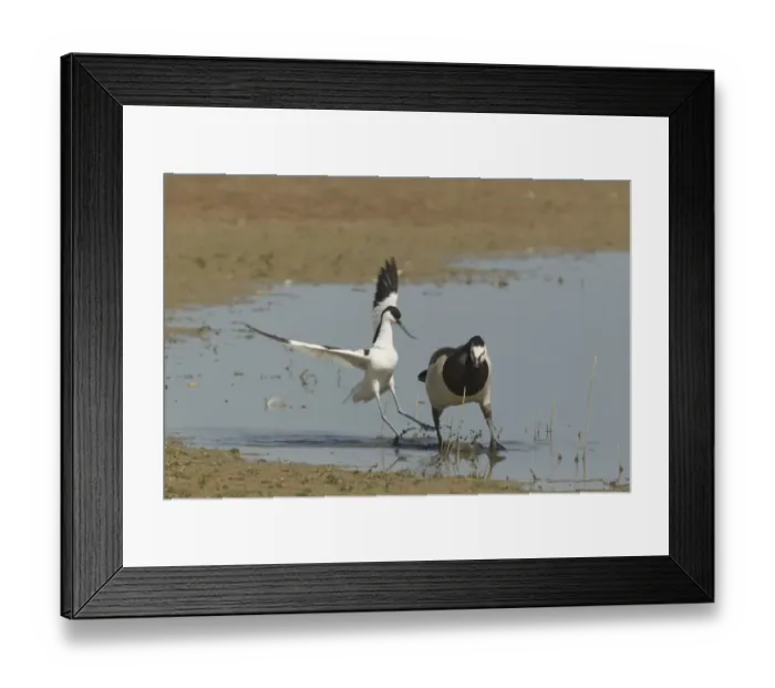 Framed Print : Eurasian Avocet (Recurvirostra avocetta) and Barnacle Goose (Branta leucopsis) two adults, fighting in water, Minsmere RSPB Reserve, Suffolk, England, june Framed Print : Eurasian Avocet (Recurvirostra avocetta) and Barnacle Goose (Branta leucopsis) two adults, fighting in water, Minsmere RSPB Reserve, Suffolk, England, june