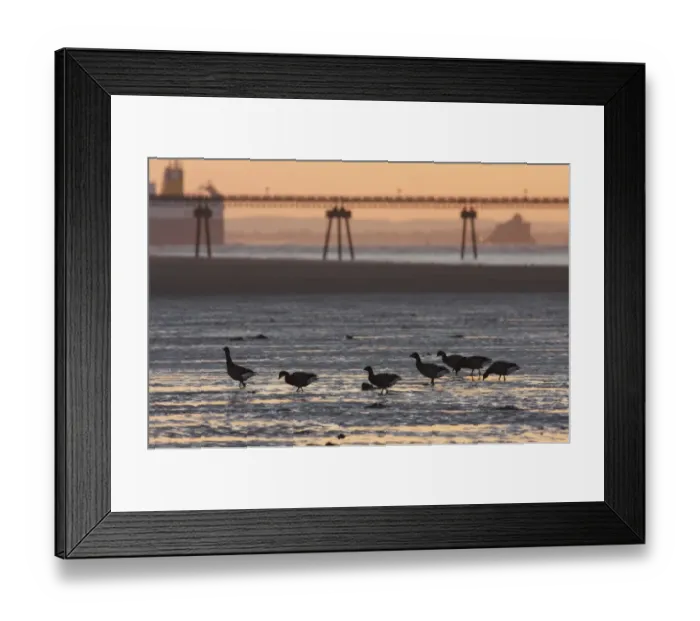 Framed Print : Brent Goose (Branta bernicla bernicla) seven adults, foraging in mud at low tide, with jetty in background, silhouetted at sunset, Spurn Point, East Yorkshire, England, october Framed Print : Brent Goose (Branta bernicla bernicla) seven adults, foraging in mud at low tide, with jetty in background, silhouetted at sunset, Spurn Point, East Yorkshire, England, october