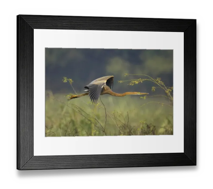 Framed Print : Purple Heron (Ardea purpurea) juvenile, in flight, Keoladeo Ghana N. P. (Bharatpur), Rajasthan, India Framed Print : Purple Heron (Ardea purpurea) juvenile, in flight, Keoladeo Ghana N. P. (Bharatpur), Rajasthan, India