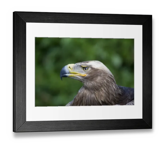 Framed Print : Steppe Eagle (Aquila nipalensis) adult, close-up of head, (captive) Framed Print : Steppe Eagle (Aquila nipalensis) adult, close-up of head, (captive)