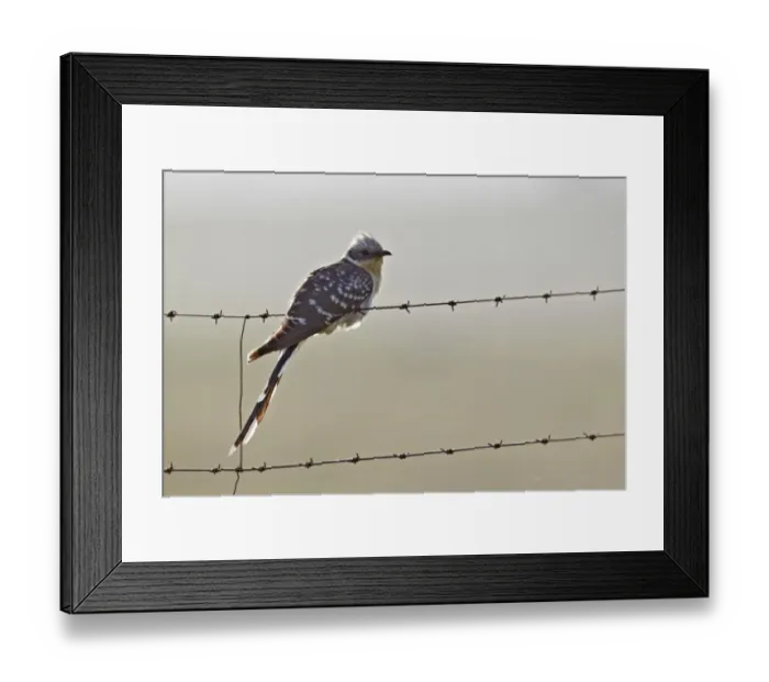 Framed Print : Great Spotted Cuckoo (Clamator glandarius) adult, perched on barbed wire fence, Extremadura, Spain, april Framed Print : Great Spotted Cuckoo (Clamator glandarius) adult, perched on barbed wire fence, Extremadura, Spain, april