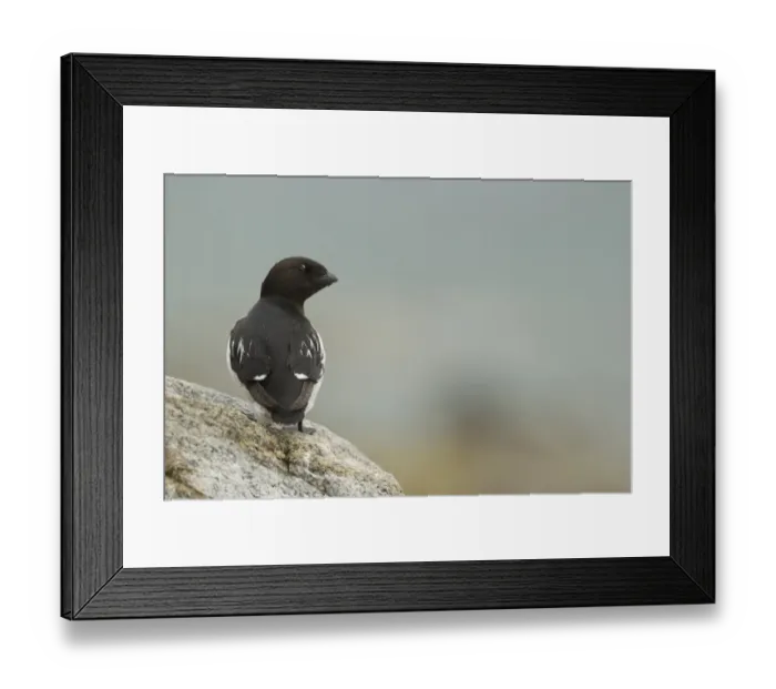 Framed Print : Little Auk (Alle alle) adult, summer plumage, standing on rock, Svalbard, july